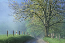 Tennessee, Smokey Mountains National Park. Foggy road with oak tree. Darrell Gulin / Danita Delimont by Danita Delimont
