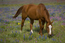 Quarter Horse in field of wildflowers, Devine, Texas. Darrell Gulin / Danita Delimont by Danita Delimont