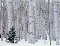 Utah, La Sal Mountains, Manti-LaSal National Forest, Aspen and Douglas fir in winter. Scott T. Smith / Danita Delimont by Danita Delimont