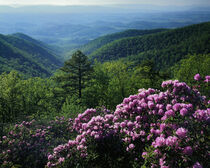 Virginia, Blue Ridge Parkway, Blue Ridge Mountains. Catawba Rhododendron.  Charles Gurche / Danita Delimont by Danita Delimont