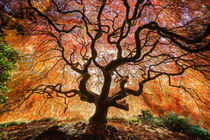 Washington, Seattle, Kubota Japanese Garden. Japanese maple tree in autumn. Jim Nilsen / Jaynes Gallery / Danita Delimont von Danita Delimont
