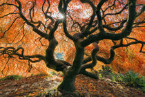 Washington, Seattl., Kubota Japanese Garden. Sunburst on Japanese maple tree. Jim Nilsen / Jaynes Gallery / Danita Delimont by Danita Delimont