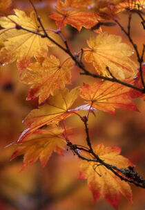 Close-up of Maple leaves in autumn. Seattle, Washington. Janell Davidson / Danita Delimont by Danita Delimont