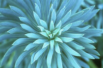 Euphorbia. Roche Harbor, WA. Rob Tilley / Danita Delimont von Danita Delimont