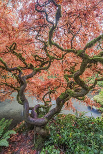 Washington State, Seattle. Kubota Japanese Garden. Rob Tilley / Danita Delimont by Danita Delimont