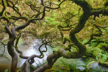 Washington State, Seattle Kubota Gardens. Spring Japanese Maple. Terry Eggers / Danita Delimont by Danita Delimont