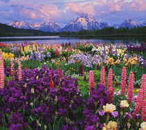 Iris and Lupine garden.  Teton Range at Oxbow Bend, Wyoming. Composite. Adam Jones / Danita Delimont by Danita Delimont
