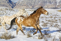 Wyoming, Shell, Big Horn Mountains., Horses running in the snow. (PR) Terry Eggers / Danita Delimont von Danita Delimont