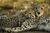 Cheetah with cub in Masai Mara GR, Kenya. Joe and Maryann McDonald / Danita Delimont by Danita Delimont