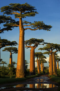 Baobab near Morondava, Madagascar. Andres Morya Hinojosa / Danita Delimont von Danita Delimont
