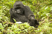 Mountain Gorilla, Volcanoes National Park, Rwanda. Critically endangered species. Joe and Maryann McDonald / Danita Delimont von Danita Delimont