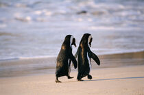 African Penguins walking hand in hand near Capetown, South Africa. Stuart Westmorland / Danita Delimont von Danita Delimont