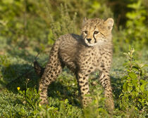 Africa. Tanzania. Cheetah cub in the Ngorongoro Conservation Area. Ralph Bendjebar / Danita Delimont by Danita Delimont