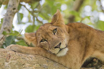 Africa, Uganda, Queen Elizabeth National Park. Lioness in tree. Emily M Wilson / Danita Delimont von Danita Delimont