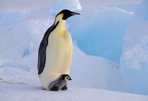 Antarctica, Emperor Penguin, Adult and chick. Art Wolfe / Danita Delimont von Danita Delimont