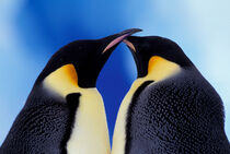 Antarctica. Emperor Penguin, adult pair. Art Wolfe / Danita Delimont von Danita Delimont