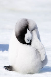 Artarctica. Emperor Penguin chick sleeping. Daisy Gilardini / Danita Delimont von Danita Delimont