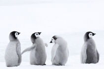 Antarctica. Emperor Penguin chicks standing in a row. Daisy Gilardini / Danita Delimont by Danita Delimont