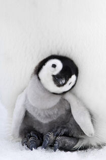 Antarctica. Emperor Penguin chick sitting on parents feet. Daisy Gilardini / Danita Delimont von Danita Delimont
