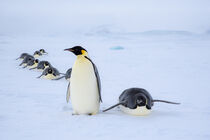 Antarctica. Emperor penguins tobogganing while traversing the ice. Dee Ann Pederson / Danita Delimont von Danita Delimont