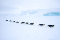 Antarctica. Adult Emperor Penguins tobogganing in line, traversing ice. Dee Ann Pederson / Danita Delimont by Danita Delimont