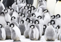 Antarctica. Creches of juvenile emperor penguins huddling together. Dee Ann Pederson / Danita Delimont von Danita Delimont