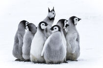 Antarctica. Nestling emperor penguin chicks. Dee Ann Pederson / Danita Delimont von Danita Delimont