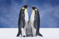Portrait Of Emperor Penguin Parents and Chick, Atka Bay, Antarctica, Composite. Design Pics / Danita Delimont von Danita Delimont
