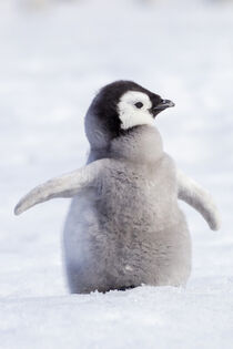 Antarctica, Snow Hill. Portrait of an emperor penguin chick. Ellen B. Goff / Danita Delimont von Danita Delimont