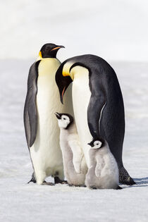 Antarctica, Snow Hill. Adult Emperor penguins stand next to their chicks. Ellen B. Goff / Danita Delimont von Danita Delimont
