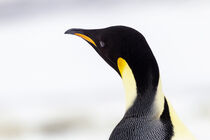 Antarctica. Head closeup of emperor penguin adult showing yellow coloration. Ellen B. Goff / Danita Delimont by Danita Delimont