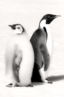Antarctica. Emperor Penguin and Chick facing different directions. Janet Muir / Danita Delimont by Danita Delimont