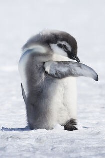 Antarctica. Emperor Penguin Chick preening self. Janet Muir / Danita Delimont von Danita Delimont