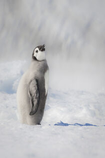 Antarctica. Emperor penguin chick stands with its head up. Janet Muir / Danita Delimont von Danita Delimont