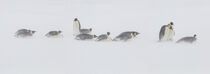 Antarctica. Emperor Penguins colony journey through the snow. Janet Muir / Danita Delimont von Danita Delimont