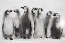 Cape Washington, Antarctica. Emperor Penguin Chicks. Standing formation. Janet Muir / Danita Delimont von Danita Delimont