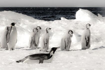 Cape Washington, Antarctica. Emperor Penguins on the move. Janet Muir / Danita Delimont von Danita Delimont