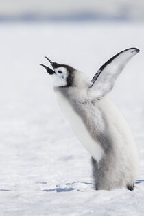 Antarctica. Emperor penguin chick calling out, wings outstretched. Janet Muir / Danita Delimont. by Danita Delimont