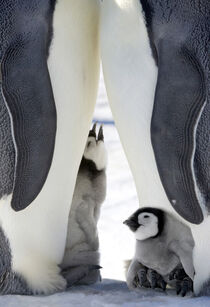 Emperor Penguin chick on parent's feet on ice, Snow Hill Island, Antarctica. Keren Su / Danita Delimont von Danita Delimont