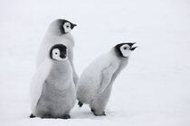 Emperor Penguin chicks on ice, Snow Hill Island, Antarctica. Keren Su / Danita Delimont von Danita Delimont