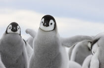Emperor Penguin chicks on ice, Snow Hill Island, Antarctica. Keren Su / Danita Delimont by Danita Delimont