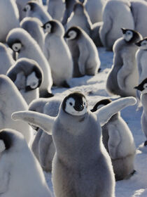 Emperor Penguin, chicks on ice, Snow Hill Island, Antarctica, Keren Su / Danita Delimont von Danita Delimont