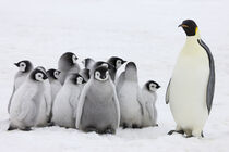 Emperor Penguin, parent with chick on ice, Snow Hill Island, Antarctica. Keren Su / Danita Delimont von Danita Delimont