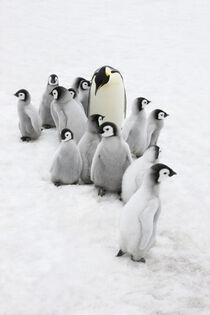 Emperor Penguin, parent with chick on ice, Snow Hill Island, Antarctica. Keren Su / Danita Delimont von Danita Delimont