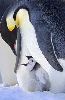 Emperor Penguin parent with chick on ice, Snow Hill Island, Antarctica. Keren Su / Danita Delimont by Danita Delimont