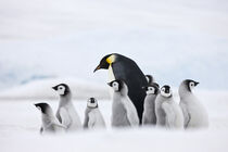 Emperor Penguins, parent with chick on ice, Snow Hill Island, Antarctica. Keren Su / Danita Delimont von Danita Delimont