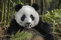 Giant Panda. China, Chengdu Panda Base. Jim Zuckerman / Jaynes Gallery / Danita Delimont von Danita Delimont