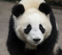 China, Sichuan Province, Mt. Qincheng Town. Giant Panda. Hollice Looney / Danita Delimont von Danita Delimont