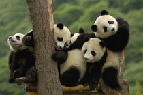 Giant panda babies. Wolong China Conservation and Research Center. Sichuan, China. Pete Oxford / Danita Delimont by Danita Delimont