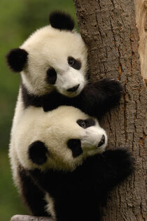 Giant panda babies. Wolong China Conservation and Research Center. Sichuan, China. Pete Oxford / Danita Delimont by Danita Delimont